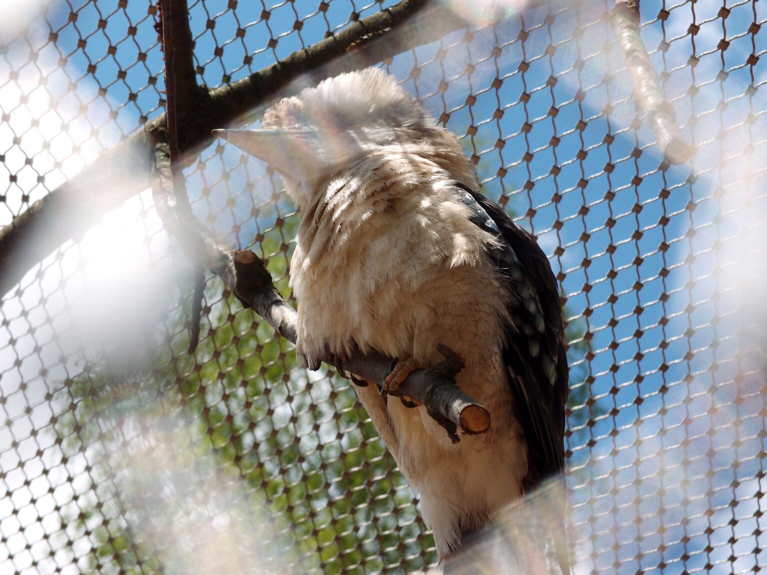 Voliéry u australské farmy, Zoo Jihlava