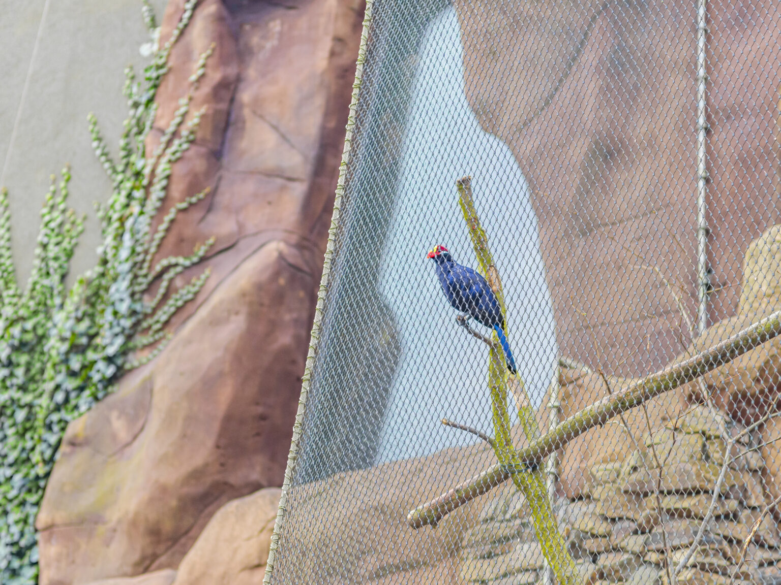 Voliéra ptáků u pavilonu evoluce, Zoo Ostrava